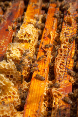 Open hive showing the bees swarming on a honeycomb..