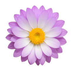 Obraz premium purple and white flower isolated on transparent background, extracted, png file