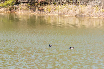 	水面を泳ぐカモ