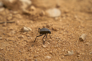 The Namib desert beetle, also known as the mist beetle, collects water by doing a handstand