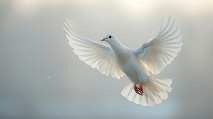 Fototapeta premium White Bird Soaring With Wings Spread