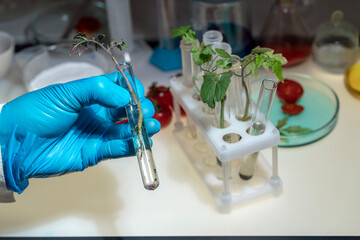 A biologist examines cherry tomatoes in the laboratory. There is a check for diseases and the...