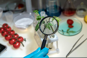 A biologist examines cherry tomatoes in the laboratory. There is a check for diseases and the presence of harmful components in the fruits and sprouts of the plant.