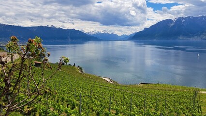 Weinberge am Genfersee