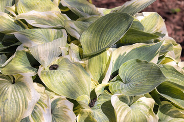 Hosta Pflanze im Garten im Frühjahr