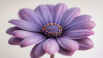 Fototapeta premium Close Up of Purple Flower on White Background