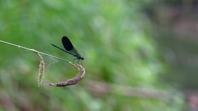 dragonfly on a leaf