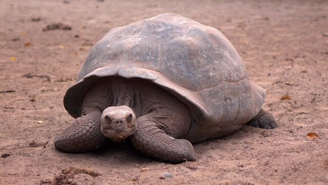 Lockdown Shot Of Giant Tortoise Sleeping On Land - Galapagos Islands, Ecuador