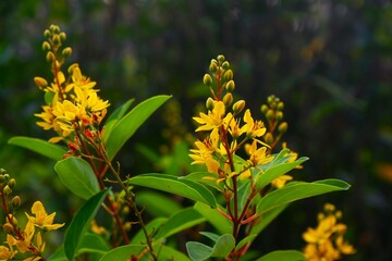 Yellow flower background with its green leaves and dark blur behind, fresh garden concept