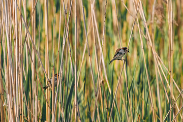 small songbirds like the thrush and warbler perch on branches amidst lush greenery, their cute appearances and melodic songs adding to the beauty of the natural landscape for birdwatchers to enjoy.