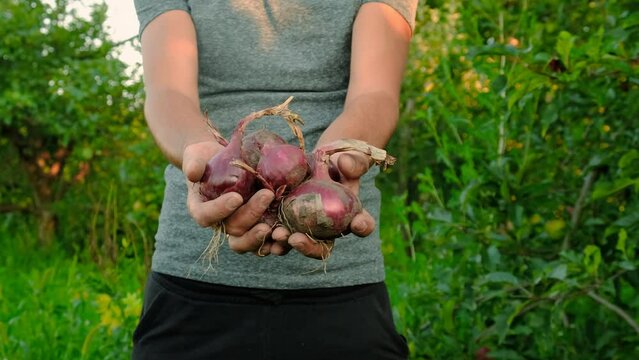 collects onions in a basket in the garden. Selective focus.