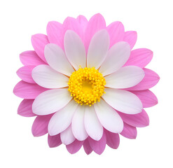 Fototapeta premium pink flower isolated on transparent background, extracted, png file