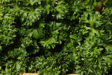 Parsley texture. Green Parsley leaf background. closeup of Parsley leaves. 