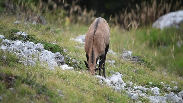 Chamois (Rupicapra rupicapra) femelle en &eacute;t&eacute; se d&eacute;lectant sur une pierre &agrave; sel. Alpes. France