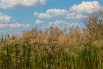 Green field and blue sky with light clouds. Summer spring perfect natural landscape.
