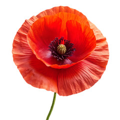 Iceland Poppy flower isolated on transparent background