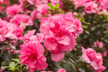 Beautiful blooming pink Azalea bushes