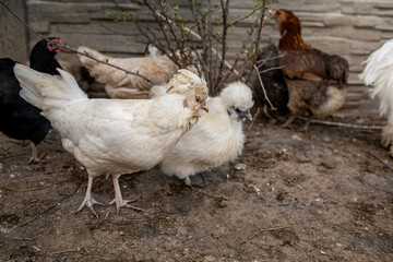 Silkie hens grazing in the garden during spring season.