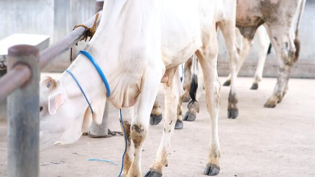 White Cow (sapi qurban) for the preparation for Eid al-Adha
