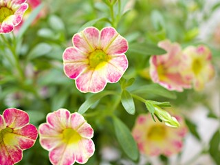 Obraz premium White-pink flower Calibrachoa petunia Million bells ,Trailing petunia ,Superbells ,seashore smaller flowers ,Solanaceae hybrid tiny blooming in summer colorful for pretty background ,macro image 