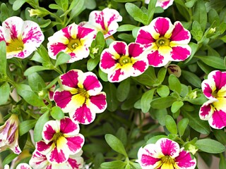 White-pink flower Calibrachoa petunia Million bells ,Trailing petunia ,Superbells ,seashore smaller flowers ,Solanaceae hybrid tiny blooming in summer colorful for pretty background ,macro image 