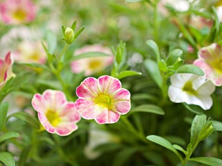 White-pink flower Calibrachoa petunia Million bells ,Trailing petunia ,Superbells ,seashore smaller flowers ,Solanaceae hybrid tiny blooming in summer colorful for pretty background ,macro image 