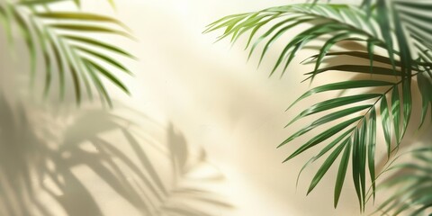 Blurred palm leaf shadows on cream wall