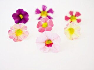 Colorful Petunia flowers isolate on white background Calibrachoa petunia Million bells ,Trailing petunia ,Superbells ,seashore smaller flowers ,Solanaceae hybrid