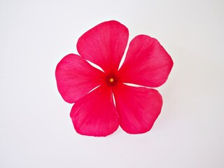 Pink flower Periwinkle Madagascar ,Catharanthus roseus ,bright eyes ,Cape periwinkle ,graveyard...