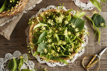 Fresh linden or Tilia cordata flowers in a wicker basket on a wooden table, top view