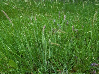 An unmown garden lawn as part of 'No Mow May'