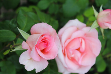 pink roses, pink rose in garden