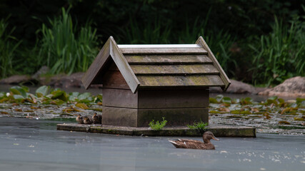entenhaus teichhaus Ente Küken Entlein Schof Flug Stockente Schwimmenten Paarungszeit Wasser...