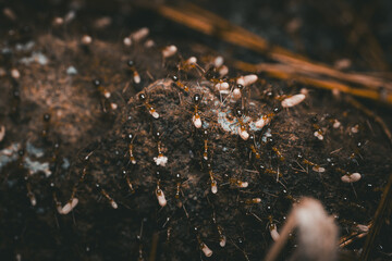 Close-up view of a group of ants on the surface carrying larvae.