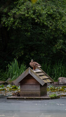 entenhaus teichhaus Ente K&uuml;ken Entlein Schof Flug Stockente Schwimmenten Paarungszeit Wasser Weiher Teich sommer Hochformat