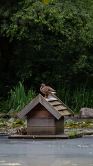entenhaus teichhaus Ente Küken Entlein Schof Flug Stockente Schwimmenten Paarungszeit Wasser Weiher Teich sommer Hochformat