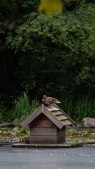 entenhaus teichhaus Ente K&uuml;ken Entlein Schof Flug Stockente Schwimmenten Paarungszeit Wasser Weiher Teich sommer Hochformat