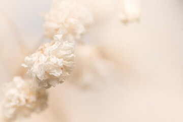 Romantic fragile dried beige gypsophila flowers in diagonal in the corner with neutral light...