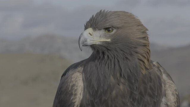 Steinadler, Greifvogel, Alpen, golden eagle