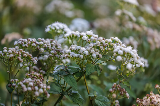 Ageratina aromatica, also known as lesser snakeroot and small-leaved white snakeroot, is a North American species of plants in the family Asteraceae. 