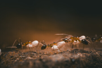 Close-up view of a group of ants on the surface carrying larvae.