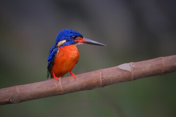 kingfisher on a branch