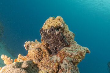 Frogfish swim in the Red Sea, colorful fish, Eilat Israel
