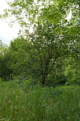 green trees in the forest