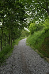 Path in the forest