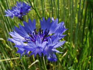 Chabry - kwiaty polne © tomo81