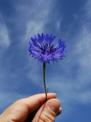 Chabry - kwiaty polne © tomo81