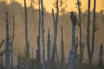Landscape with a white tailed eagle on a broken birch tree in a swamp in the golden rays of the sun...