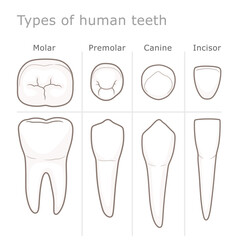 Types of human teeth medical diagram. Vector dental illustration.  