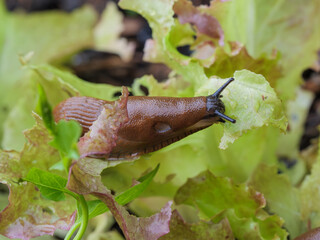 Spanish slug - Arion vulgaris feeding on young salad leaves in a vegetable garden